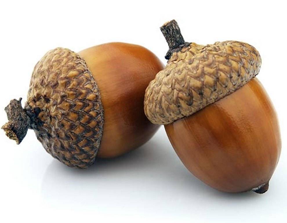Acorn