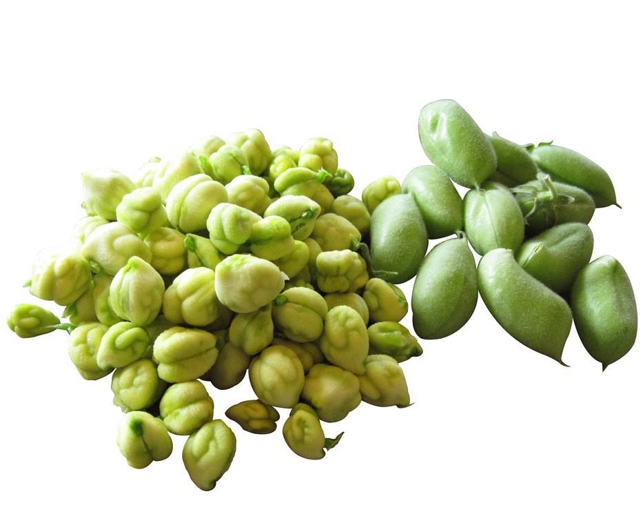 Green Chickpeas. (Seasons)