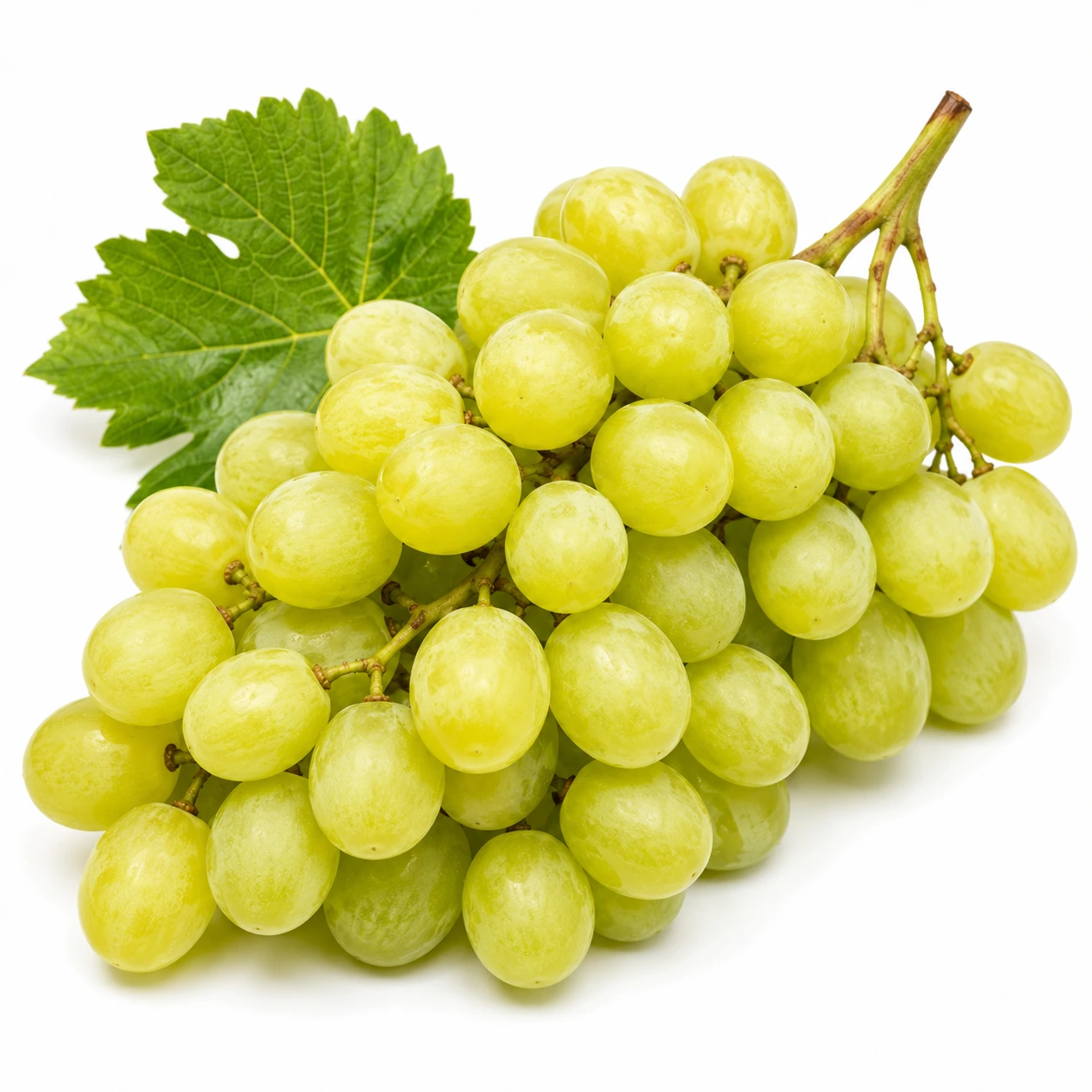 Grape, White Thompson