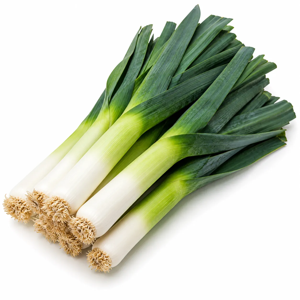 Leek Holland