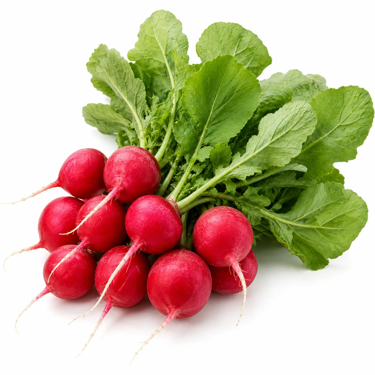 Radish