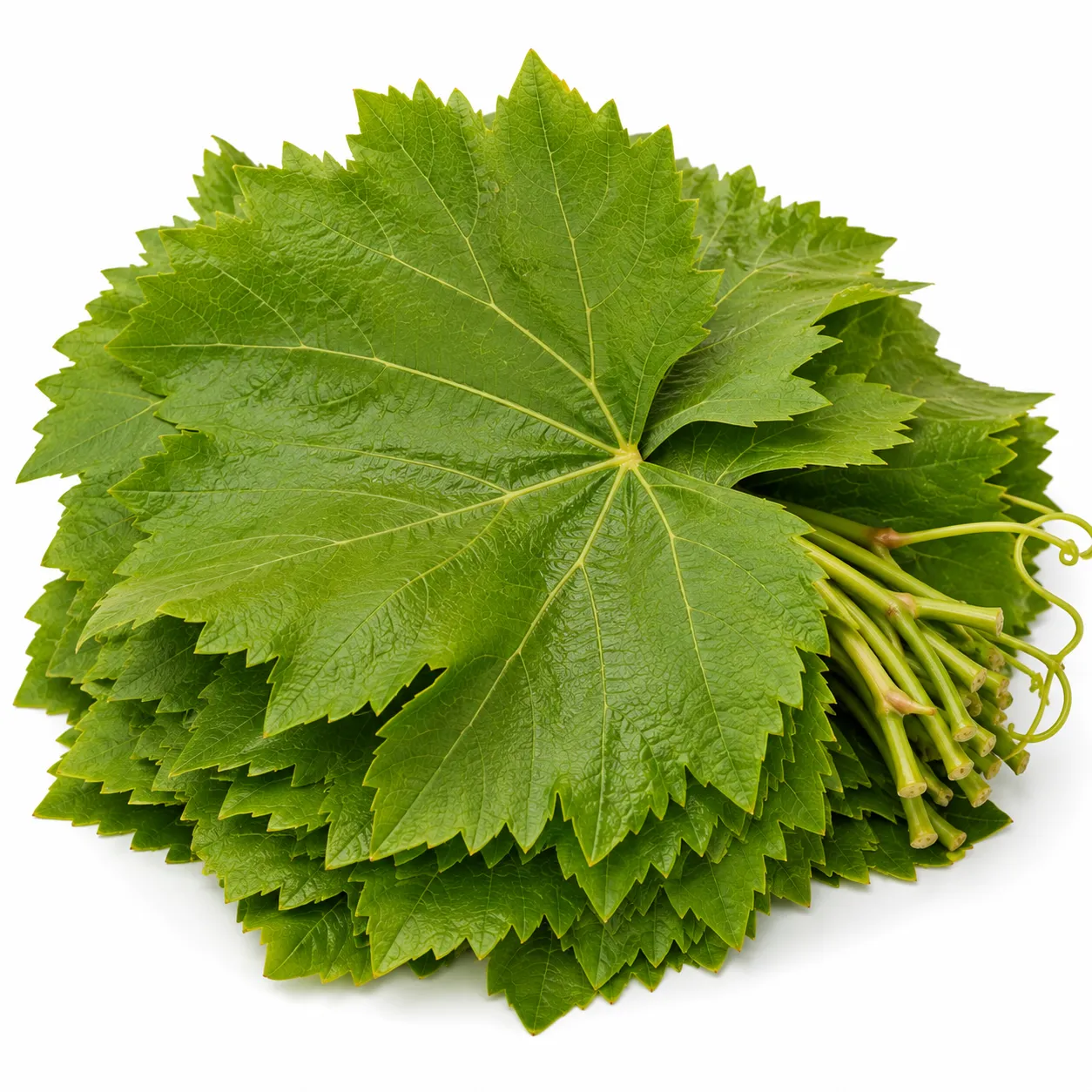 Grape Vine Leaves.(Seasons)