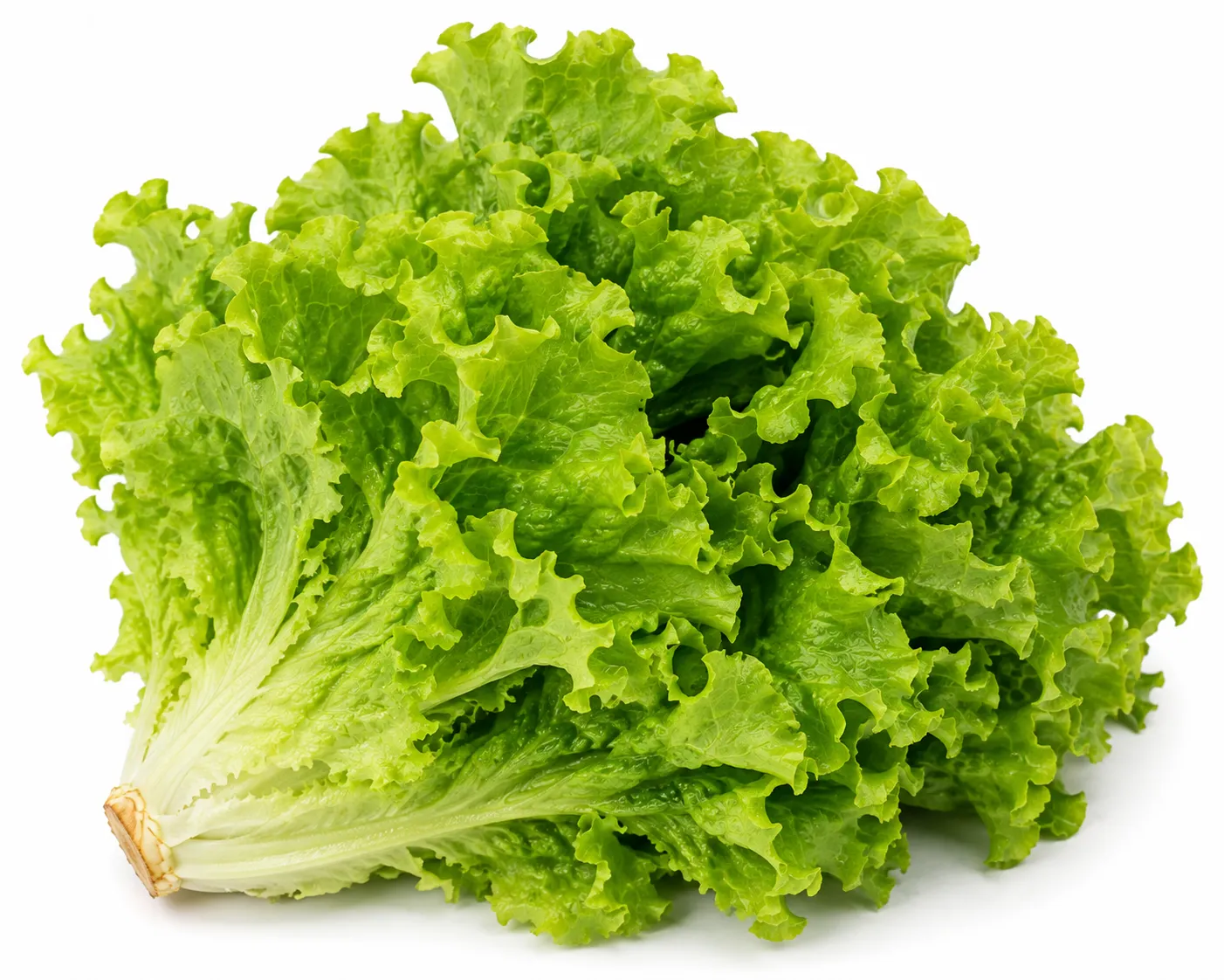 Leaf Lettuce