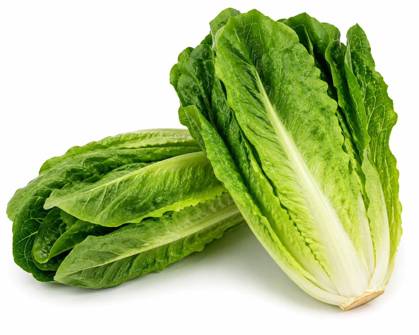 Romaine Lettuce