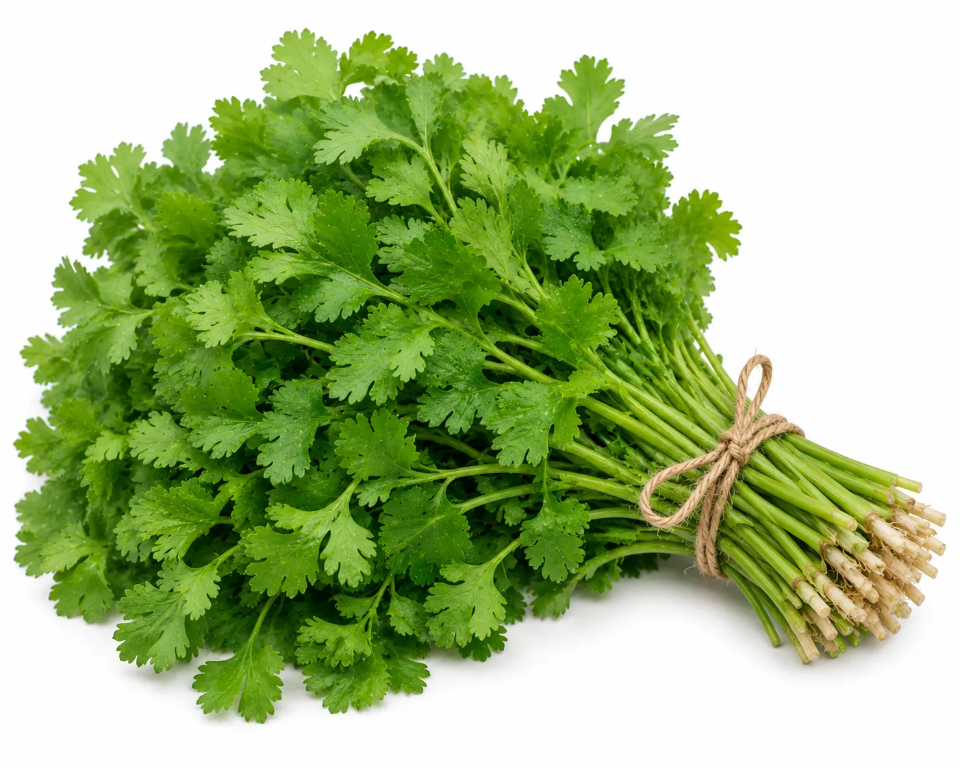 Coriander
